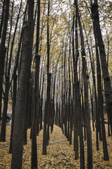 가을의 낙엽, 노란 단풍 나무 공원 풍경