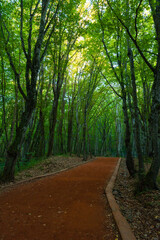 Jogging trail in a forest with tall trees around it. Belgrad Forest in Istanbul