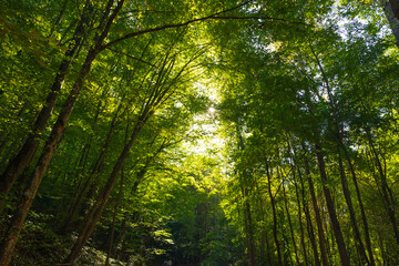 Fototapeta na wymiar Wide angle view of tall trees in the forest. Lush forest. Earth Day concept