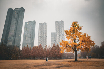 Obraz premium 가을의 낙엽, 노란 단풍 나무 하나, 도심의 건물이 보이는 공원 풍경