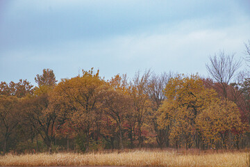 Fototapeta premium 가을의 낙엽, 노란 단풍 나무 공원 풍경
