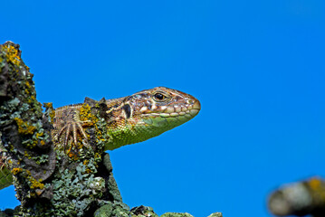 Lizard posing on a branch, portrait, macro, Kharkiv, Ukraine
