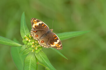 The Junonia orithya butterfly is on a green leaf