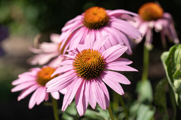 Obraz premium Coneflower, Echinacea purpurea
