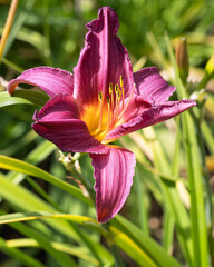 Day lily, Hemerocallis
