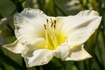 Day lily, Hemerocallis