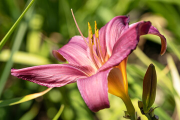 Day lily, Hemerocallis