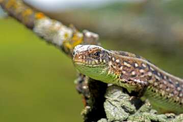 Lizard posing on a branch, portrait, macro, Kharkiv, Ukraine