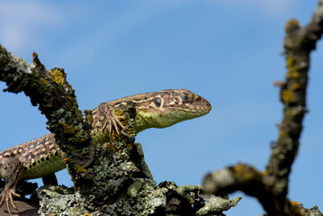 Lizard posing on a branch, portrait, macro, Kharkiv, Ukraine