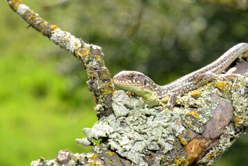 Lizard posing on a branch, portrait, macro, Kharkiv, Ukraine