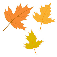 A set of autumn maple leaves of different colors. Vector illustration