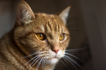 Portrait of an Adorable Domestic Cat