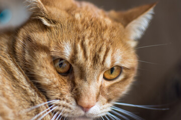 Portrait of an Adorable Domestic Cat