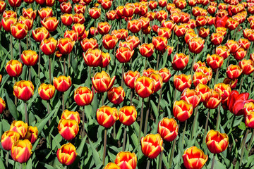 Fototapeta premium Many delicate vivid red and yellow tulips in full bloom in a sunny spring garden, beautiful outdoor floral background photographed with soft focus