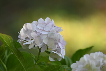 Ortensia Bianca