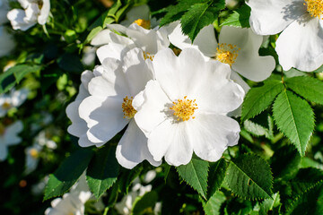 Delicate white flowers of Rosa Canina plant commonly known as dog rose,  in full bloom in a spring garden, in direct sunlight, with blurred green leaves, beautiful outdoor floral background
