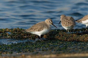 少数の集団で行動するハマシギ