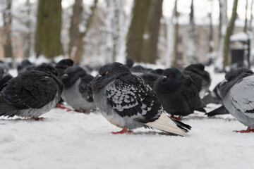 Common pigeon or dove, domestic bird on white snow, on a cold winter weather day.