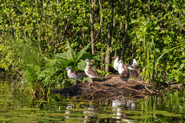 Waterfowl, young gulls perched on dead trees against a background of reeds, Selective focus
