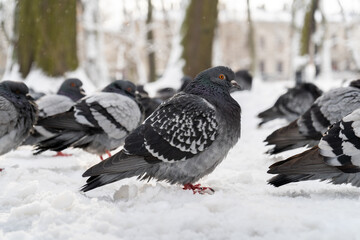 Common pigeon or dove, domestic bird on white snow, on a cold winter weather day.