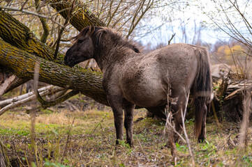 Wild horses in the field, Jelgava, Latvia.