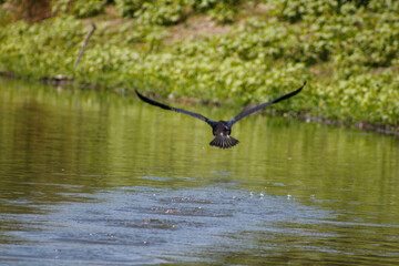 Cormorant taking off