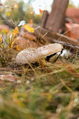 Close-up of a parasol mushroom (Macrolepiota procera or Lepiota procera) with blurry background of undergrowth in the forest. Autumn leaves on the ground. Soft focus. Mushrooming. A walk in the woods.