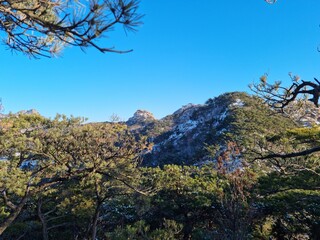pine tree in the mountains