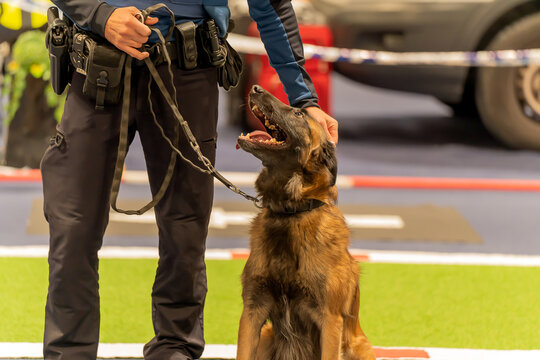 Police dog waits sitting on the ground held by an agent, ready to act