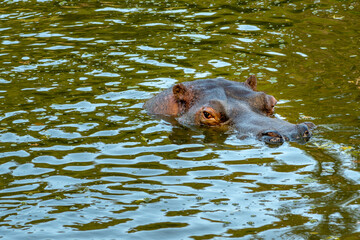 Hippopotame se baignant dans sa mare sortant sa tête de l'eau au zoo d'Ardes sur Couze dans le puy...