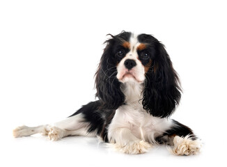 cavalier king charles