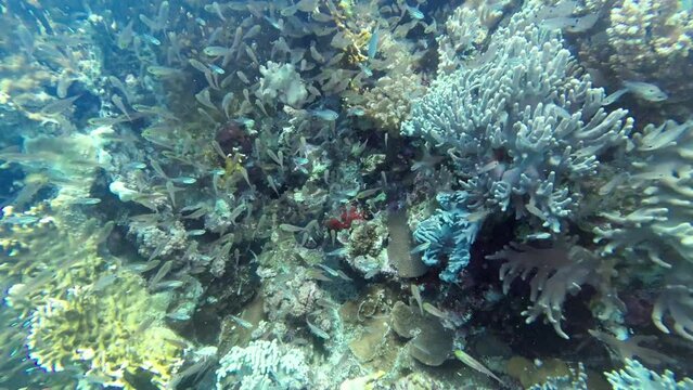 Black damselfish Neoglyphidodon melas swims through a school of small reef fish and drives them apart, Red Sea Egypt