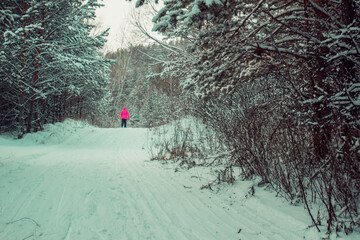 snowy december pine forest