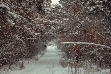 snowy december pine forest