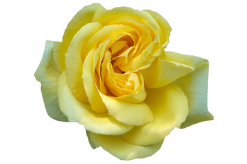 Rose isolated on transparent background.