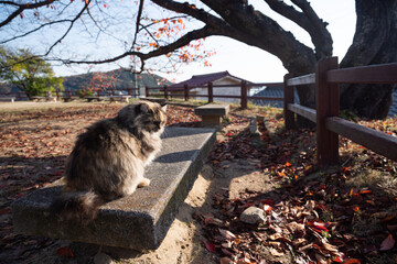 のんびり過ごす猫