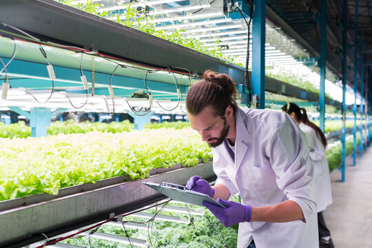 Two Male And Female Scientist Analyzes And Studies Research In Organic, Hydroponic Vegetables Plots Growing On Indoor Vertical Farm