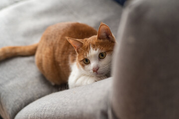 くつろぐ猫　茶トラ白