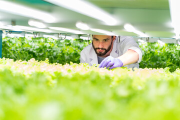 Male scientist analyzes and studies research in organic, hydroponic vegetables plots growing on indoor vertical farm - obrazy, fototapety, plakaty