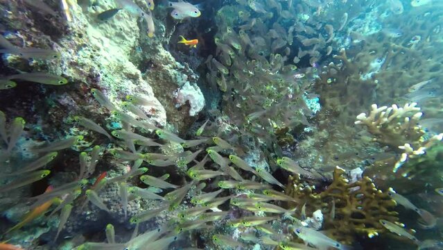 Hundreds of small transparent reef fish in a reef fissure, Red Sea Egypt