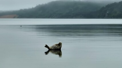 A big funny seal looks into the camera. ringed seal resting in shallow water.