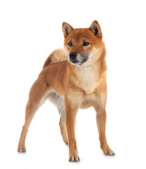 shiba inu in studio