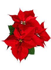 poinsettia flower with red and green leaves, symbol of Christmas, European spurge, star of...
