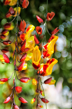 Thunbergia mysorensis