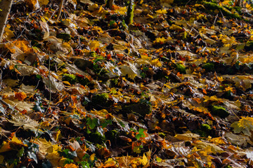 Autumn leaves on the ground illuminated by the sunlight for autumn background