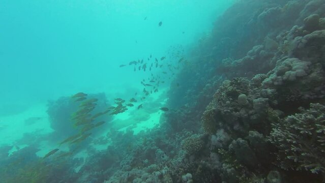 Large flock of mullets also know as yellowfin goatfish swim leisurely over the reef, red sea Egypt