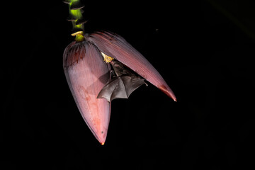 Lonchophylla robusta, Orange nectar bat The bat is hovering and drinking the nectar from the...