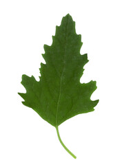 
Leaf from a field flower. Cut out on a transparent  background