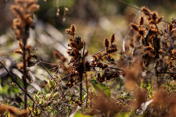 The wonderful colors of autumn in the field. Plants starting to dry up.