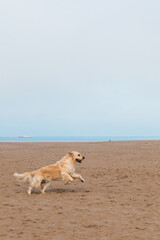 Curious dog at the beach.